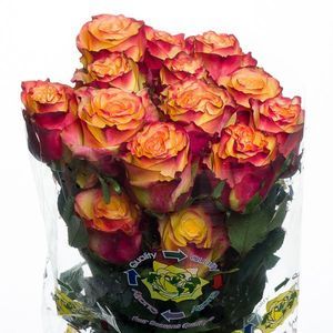 ROSE NEWSFLASH 40